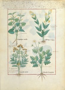 Fila superiore: Aristolochia Rotundi e Aristolochia Longua. Fila inferiore: Armoise e Artemesia, illustrazione da The Simple Book of Medicines, di Matteaus Platearius 124r da Robinet Testard
